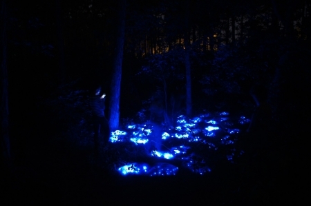  Forest Sparkle
