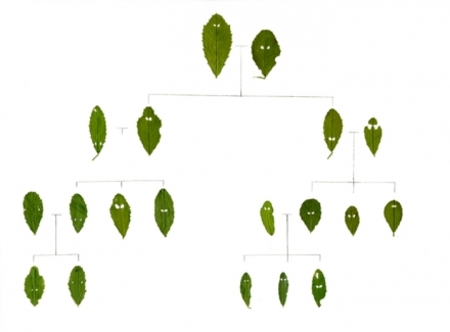  Plantfamilies I