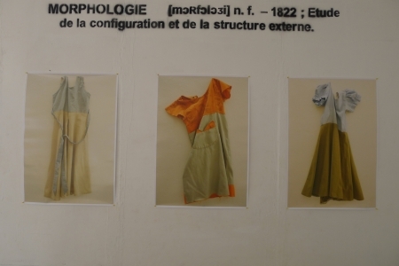  Mophologie