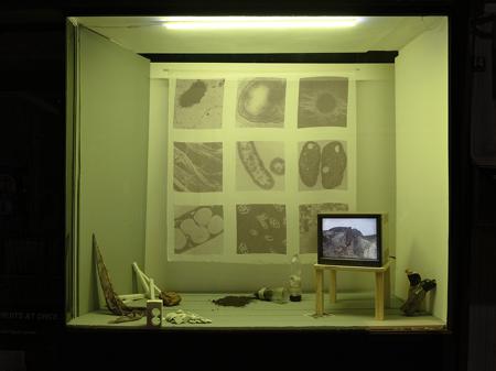  Blossoms and fruits at once