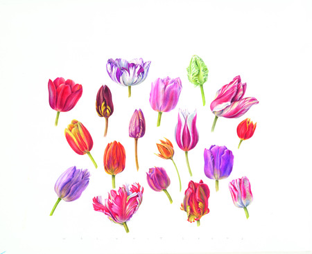  Tulpenkoppen
