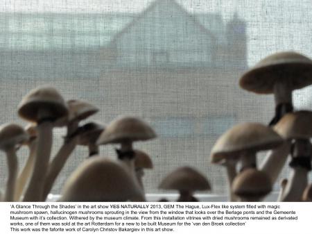  A glance through the shades