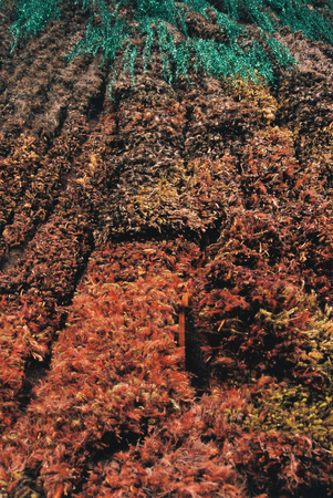 Oerboomstam