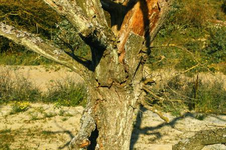  A portrait of a tree