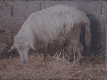  The was—is—ever—shall—be of cosmic reproductivity