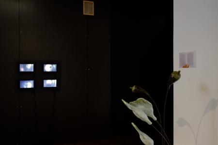  Wilting Moss and Night Dreaming Flowers