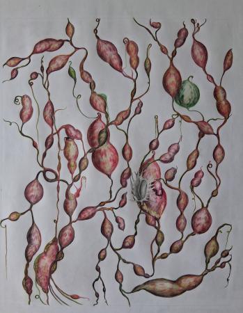  Laughing flowers 