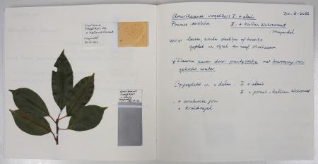  COLLECTING COLOUR - Pagina uit het receptenboek botanische inkten - Amerikaanse vogelkers