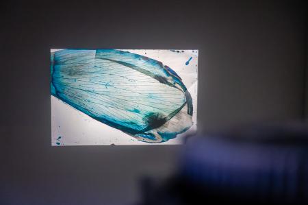 Grantangi Plant Medicine  Grantangi Plant Medicine