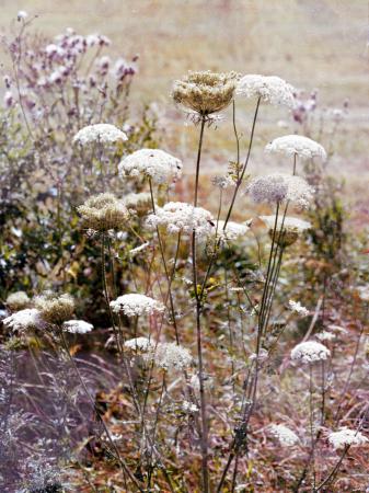  Flowers at the bus stop