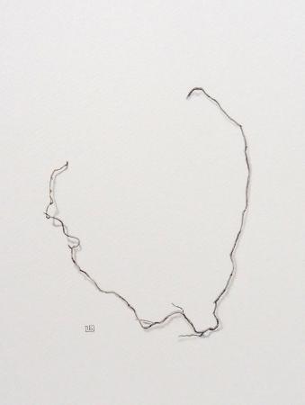  ABOUT ROOTS - zwerfwortel aquarelle