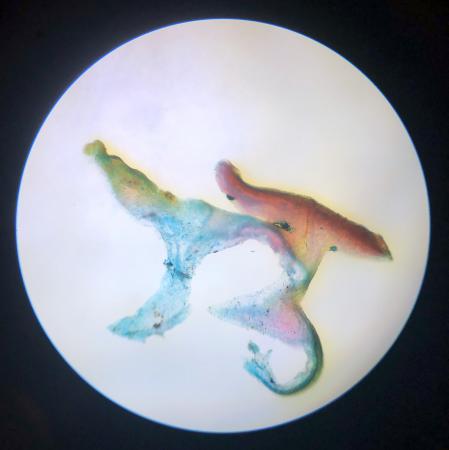  BOTANISCHE MICROSCOPIE - Lichen