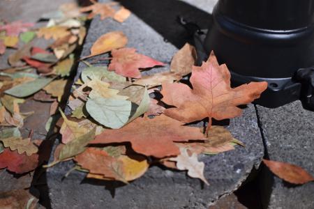  Lullabies - Lantern n.1 (leaves)