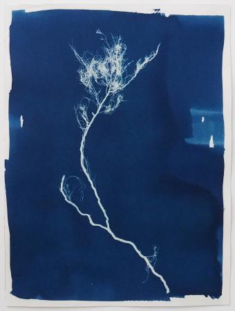  ABOUT ROOTS - Cyanotypie