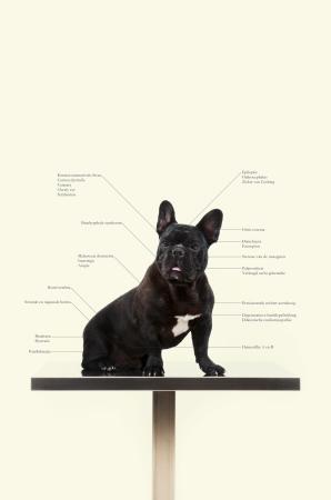  Control Freaks - Dog breed