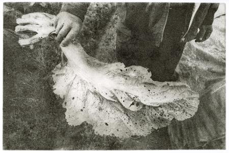 The Miner’s Cabbage