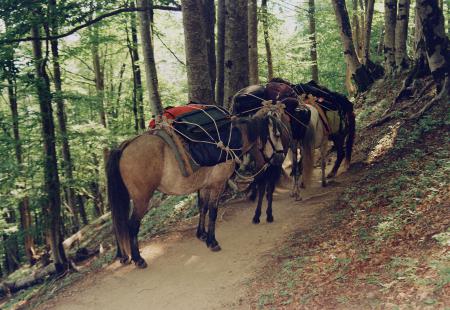  Horses - Valbonё-Theth, Albania