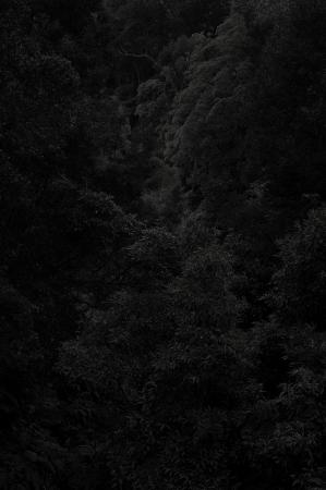  Absence_Portugal_Azores-Flores_forrest_2022