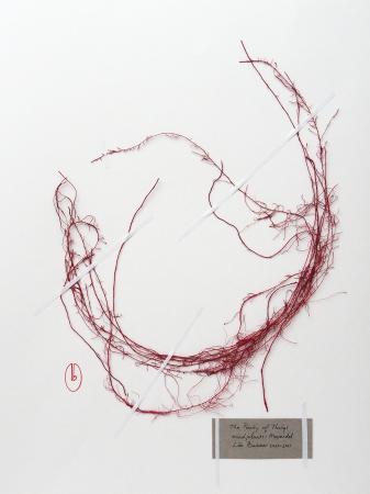  ABOUT ROOTS - Zwerfwortel 