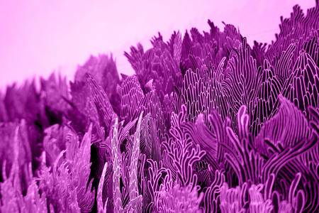  Unfamiliar Landscape after Pink Tsunami (small)