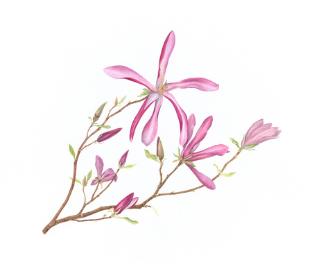  Magnolia