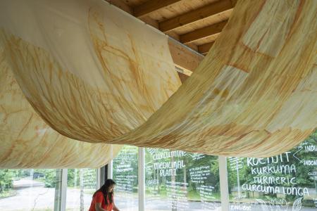 Curcuma Longa Characters  Curcuma Longa Characters