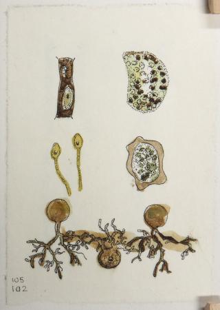  ABOUT FUNGI Pag. uit een inspiratie boekje