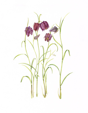  Fritillaria