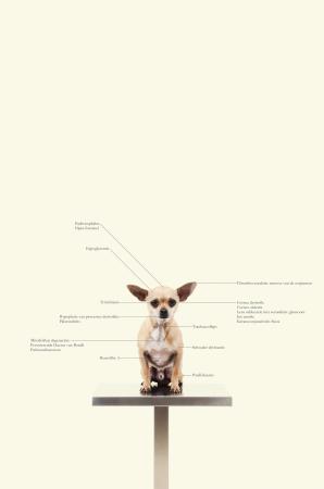  Control Freaks - Dog breed