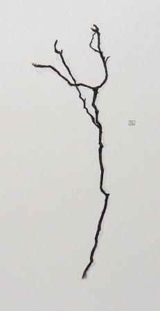  ABOUT ROOTS - zwerfwortel aquarelle