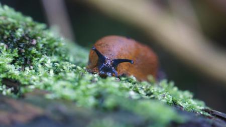   Farmland Conversations: Slug