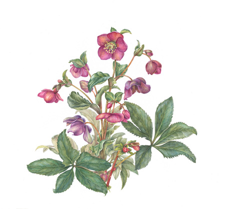  Kalmia