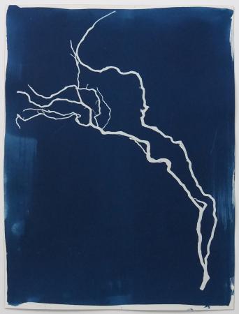  ABOUT ROOTS - Cyanotypie