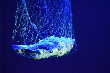  All was ocean! All was joy! (Or, How the Humans Broke the Ocean's Heart)