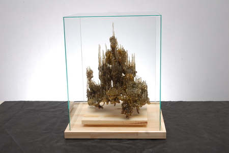  Taxidermy, Vegetalia