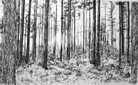  Bos, Veluwe Lunteren