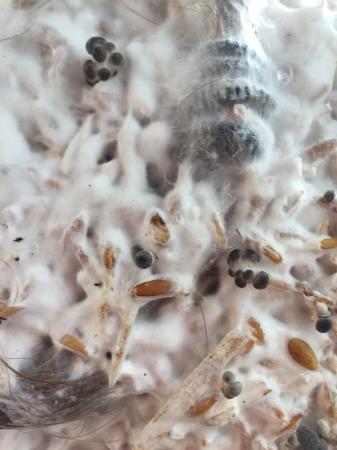  Research for Mycofiltraçao