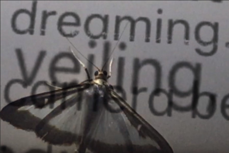 The Butterfly Dream  The Butterfly Dream