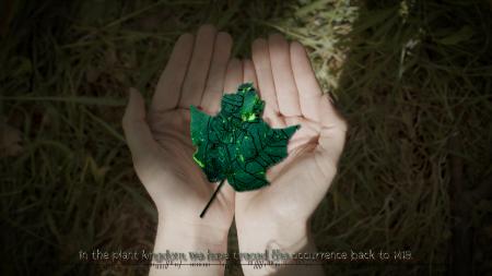  First it sleeps, second it creeps, third it leaps