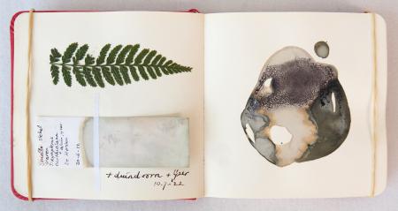  COLLECTING COLOUR - Kleurstalenboek  botanische inkten - pag.  varen + duindoorn