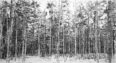  Bos, Veluwe Kootwijk