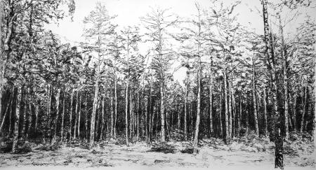  Bos, Veluwe Kootwijk