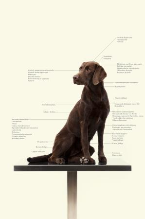  Control Freaks - Dog breeds
