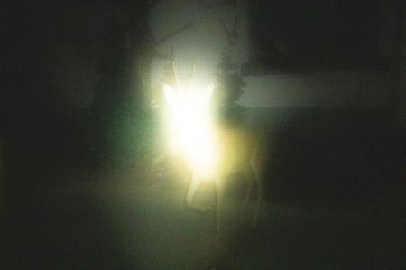  In The Forest Behind My Father's House