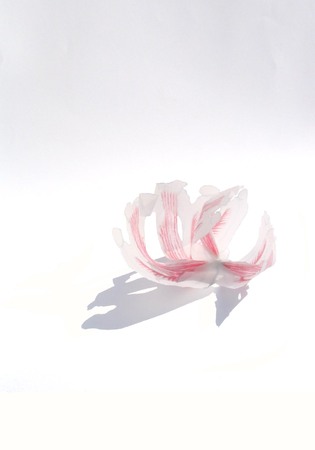  Larynx (los element uit de installatie)