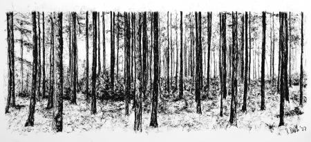  Bos, Veluwe Koorwijk