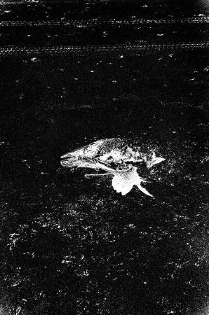  - I Found a Bird Outside, It Was Half-Eaten 