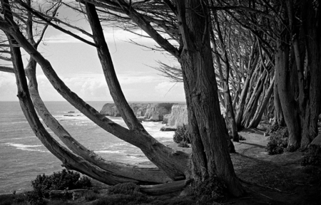  Shaped by the winds