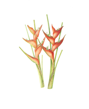  Heliconia bihai