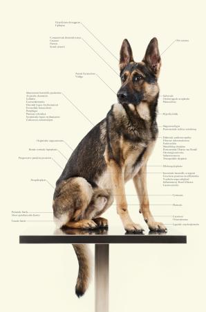  Control Freaks - Dog breeds